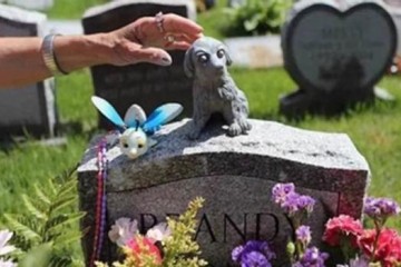 寵物的“身后事”該如何規范處理？